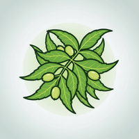 Neem