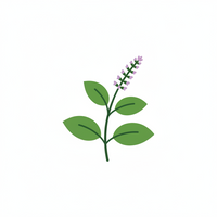 Tulsi